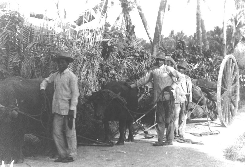 Farmers stand near carabao used to work the fields in this historic photo. Yigo has some of the most fertile soil of the island and during the 19th century wealthy residents of Hagåtña began to acquire large areas of land.

Micronesian Area Research Center (MARC)/Isla Center for the Arts