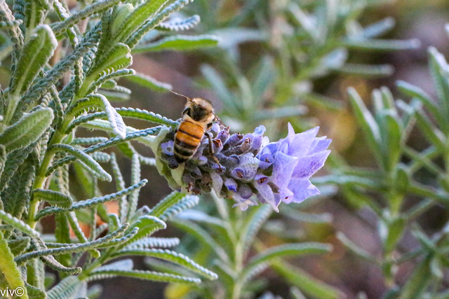 Bee on purple Lavender flower