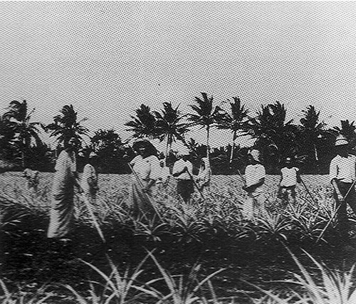 Before World War II, Chamorro farmers were highly encouraged to provide for a underfunded naval government. Photo courtesy of Don Farrell.
