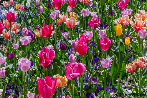 adobe adobebridgecc adobelightroomcc adobephotoshopcc canon canonef70200mmf28lisllusmlens canoneos6d flowers forgetmenots pansies tulips foothills sierranevadafoothills sierrarange california nevadacounty anandavillage crystalhermitagegardens plants black blooms blossoms blue buds gray green landscape leaves outdoor pink red spring white yellow
