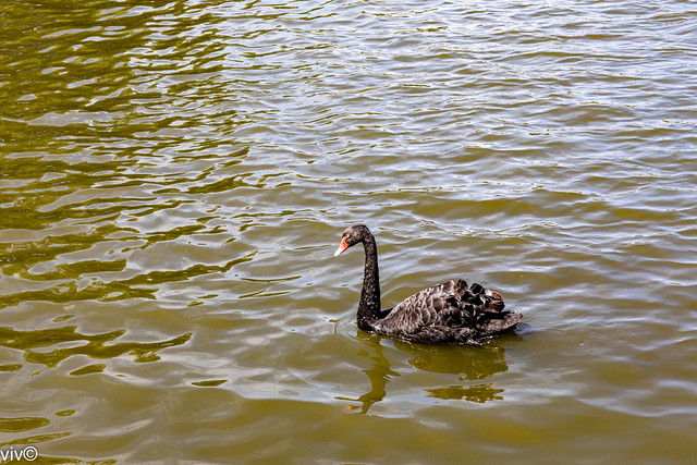 Black Swan in contemplation