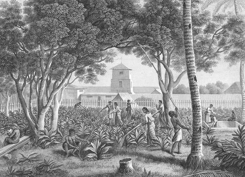 The Spanish Governor's garden was maintained by the indigenous people as pictured by J.A. Pellion from Freycinet’s Voyage, Autour de Monde, Paris, 1824.

J.A. Pellion/Guam Public Library System
