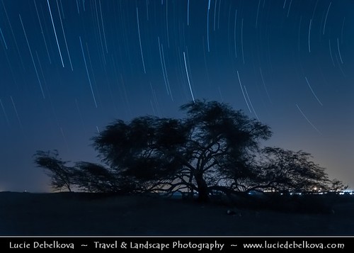 Bahrain - Star Trails over Tree of Life