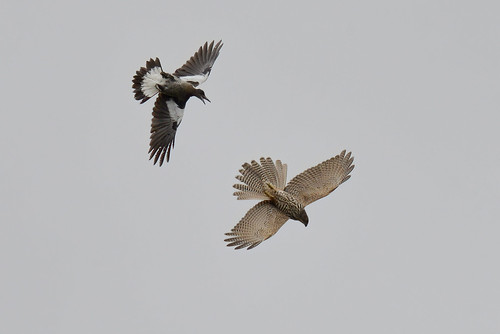 sparrow hawk sparrowhawk collared nature waurnponds australia accipiter cirrocephalus