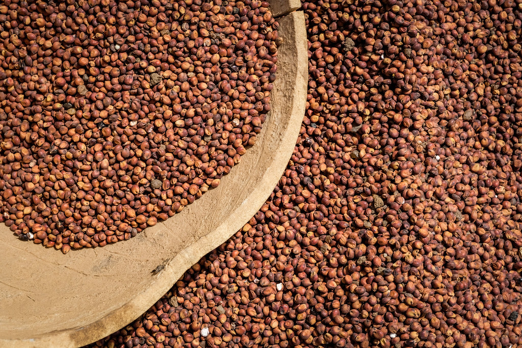 Guinea corn near Chiana, Kassena Nankana District - Ghana.