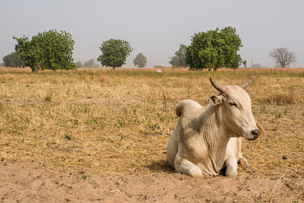 Livestock and farming near Chiana, Kassena Nankana District - Ghana.