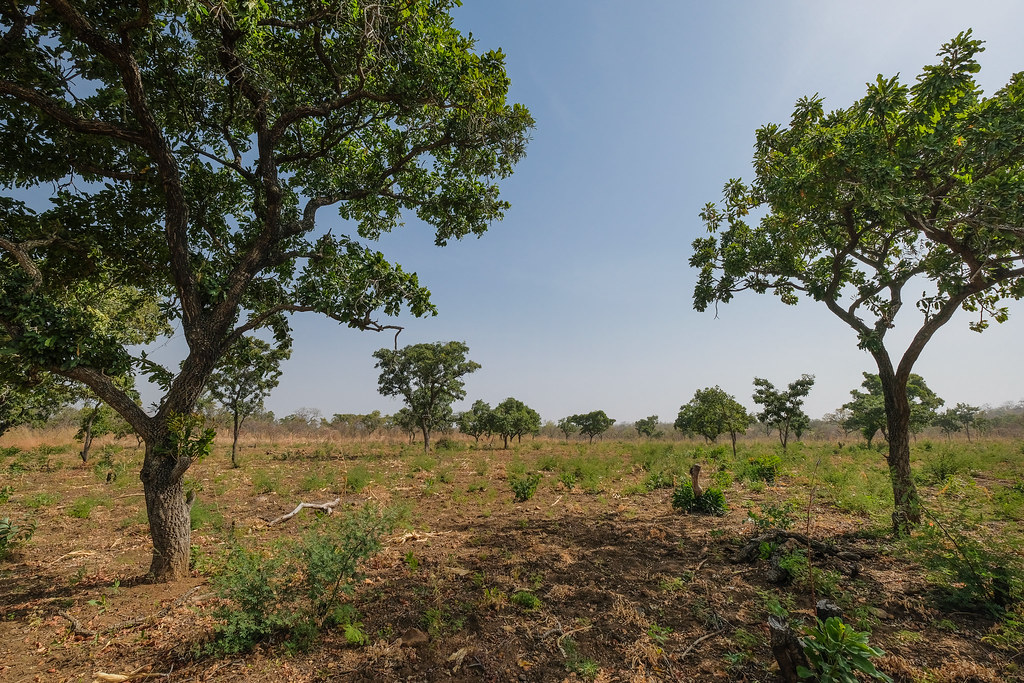 Shea trees and farming near Chiana, Kassena Nankana District - Ghana.