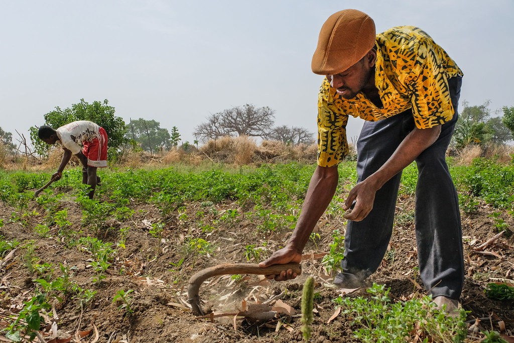 Harvesting hot peppers near Chiana, Kassena Nankana District - Ghana.