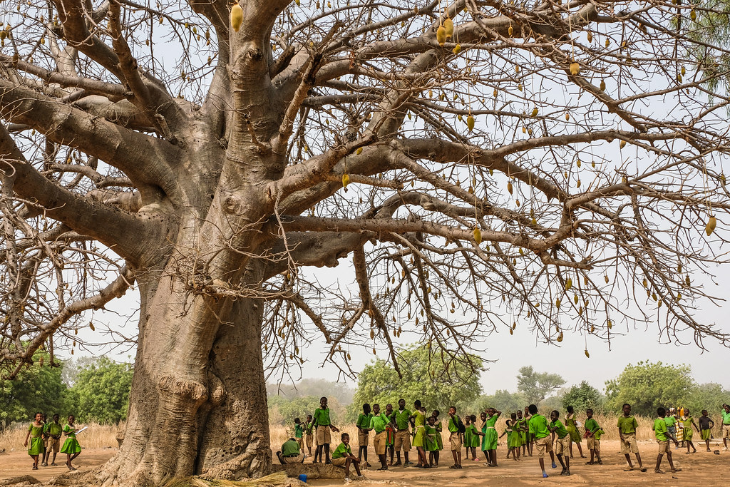School students under a baobab near Chiana, Kassena Nankana District - Ghana.