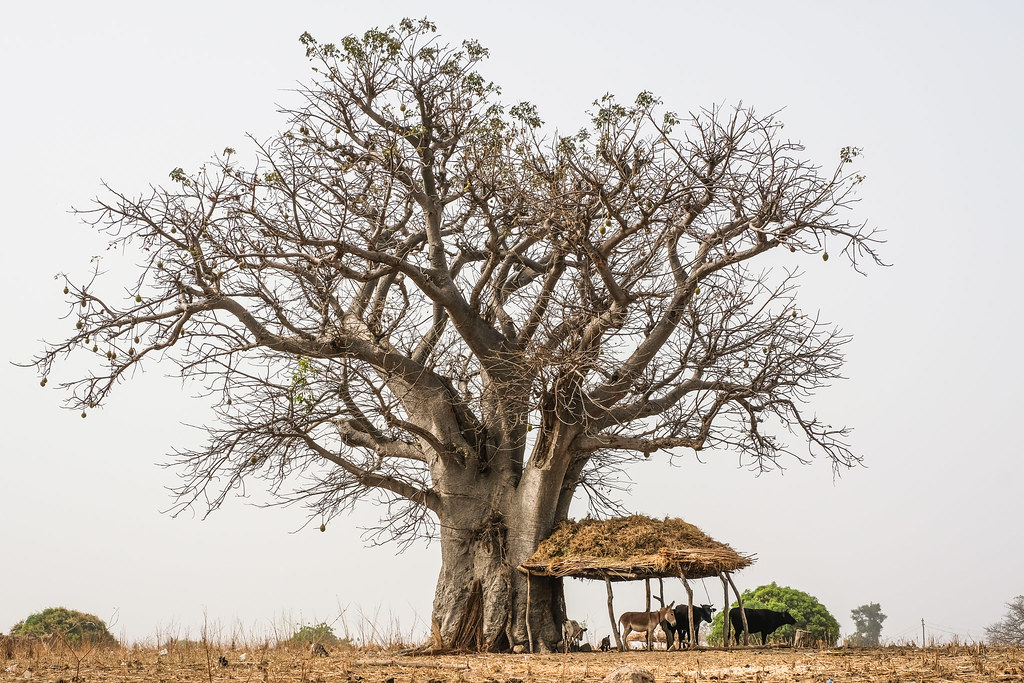 Cows under a baobab tree near Wambio, Kassena Nankana District - Ghana.