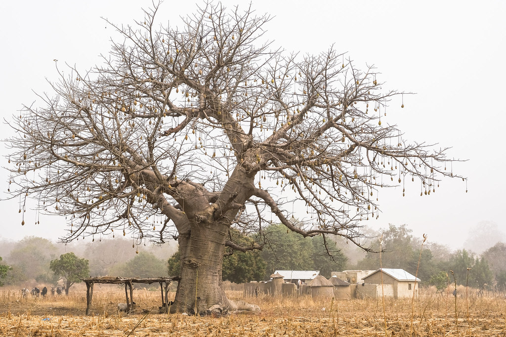Baobab tree in Gwenia, Kassena Nankana District - Ghana.