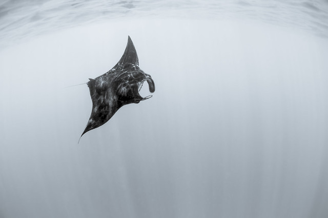 Giant oceanic manta ray - Raie manta océanique (Manta birostris)