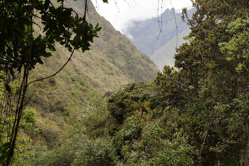 Mountains & Forest (Inca Trail) | by chedpics