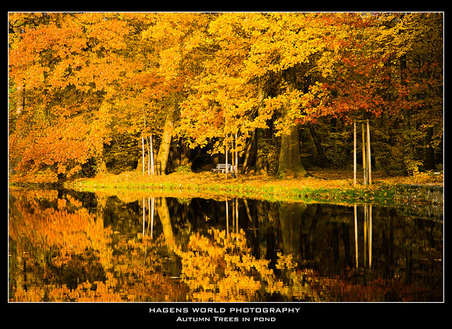 Autumn Trees in pond