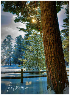 White Pine in Winter