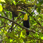 Toucan in the wild, Panama