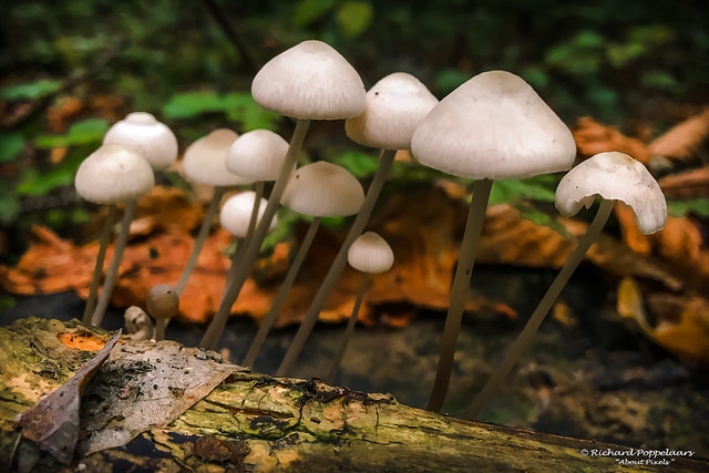 Mushrooms - now it's autumn - Landgoed Mildenburg (Oostvoorne/NL)