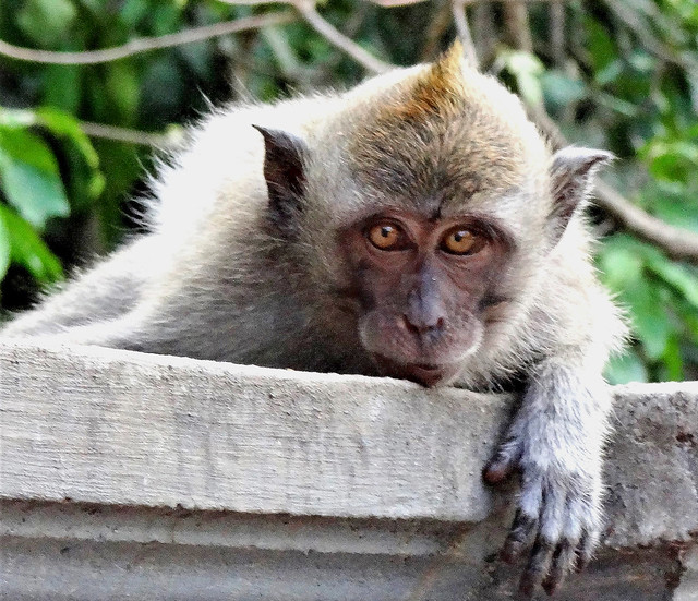 Le Guetteur. Macaque de Bali. Beautiful monkey from Bali.