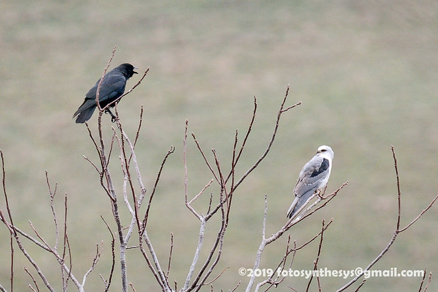 Western Crow (Corvus brachyrhynchos hesperis), adult, and White-tailed Kite (Elanus leucurus majusculus), adult DSC_6159