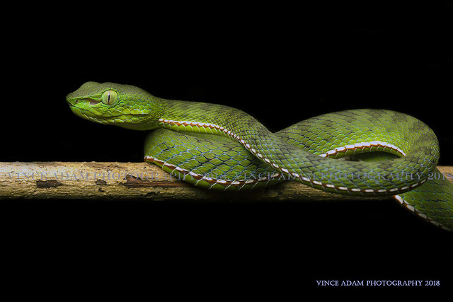 IMG_0838-0(W) Shot in the wild 1 ft from where it was found. Siamese Peninsular Pit Viper (Trimeresurus s. fucatus)