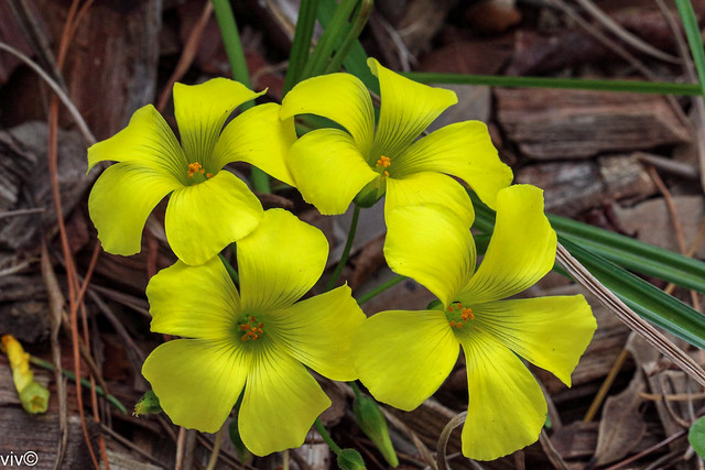 Yellow Buttercup Oxalis flowers