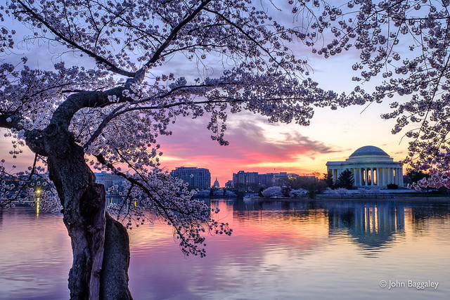 Purple Morning Skies and Blossoms over Jefferson 2