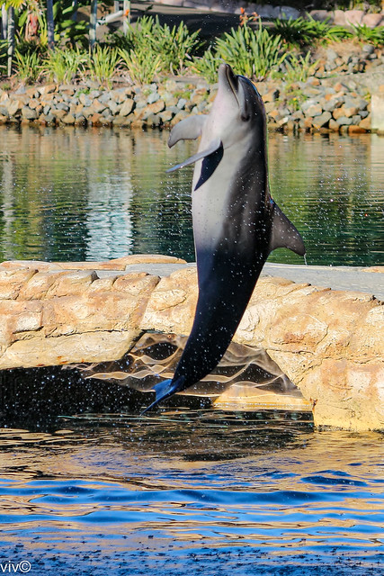 Dolphin acrobatics, Seaworld, Broadbeach, Australia