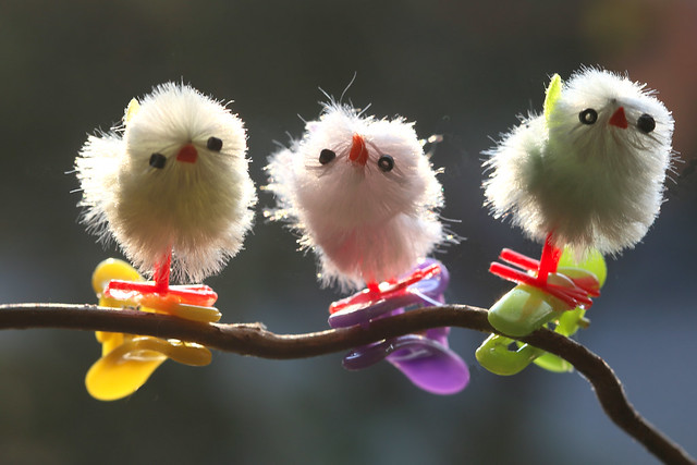 happy chicks