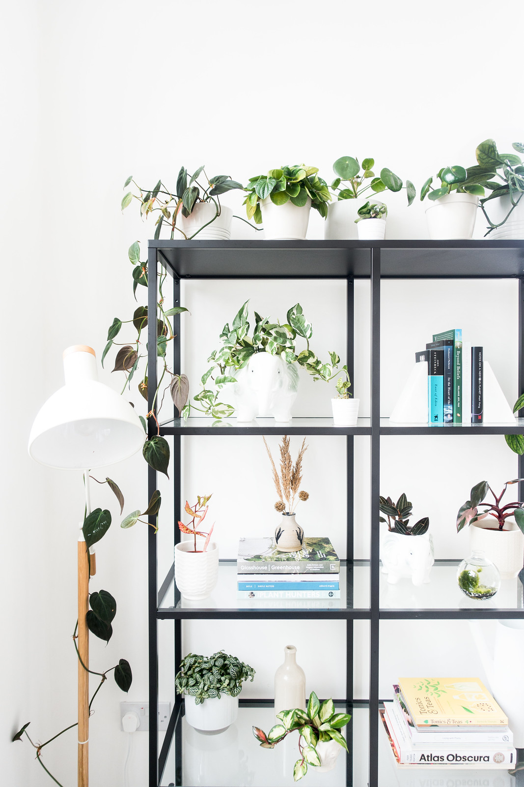 Common Houseplant Questions, Answered