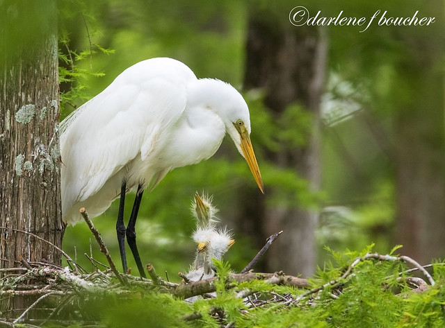 great egret and chicks