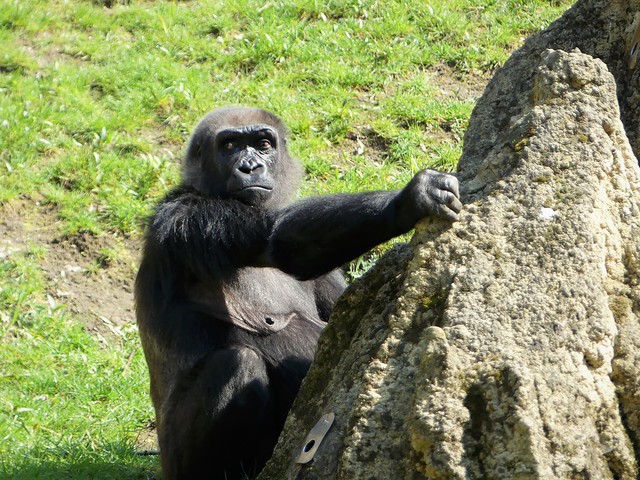 Gorilla, Zoo Hannover