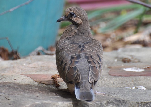 Young mourning dove, just after leaving the nest.