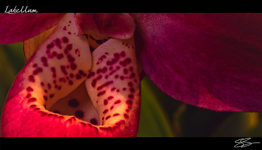 abstract macro lady slipper orchid