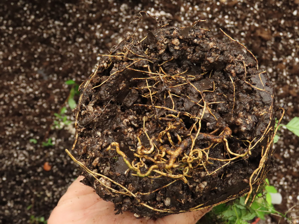 土壤掏空使得根系無法密合，植株逐漸變弱，此時就須細心地察覺、補土。攝影：廖靜蕙