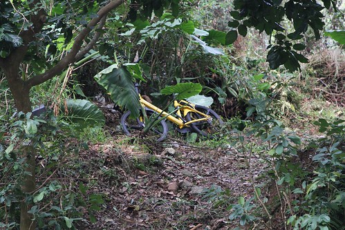 Another dumped ofo bike in the bushes outside the Tsz Shan Monastery