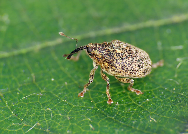 Cabbage Stem Weevil - Ceutorhynchus pallidactylus