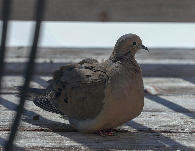 Male Mourning dove