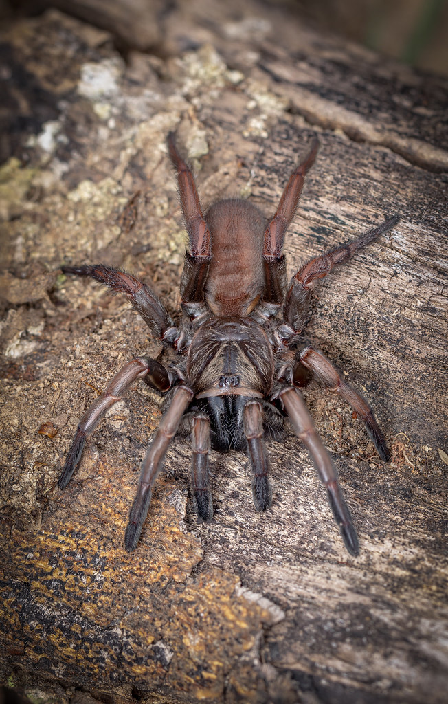 Sydney Brown Trapdoor Spider