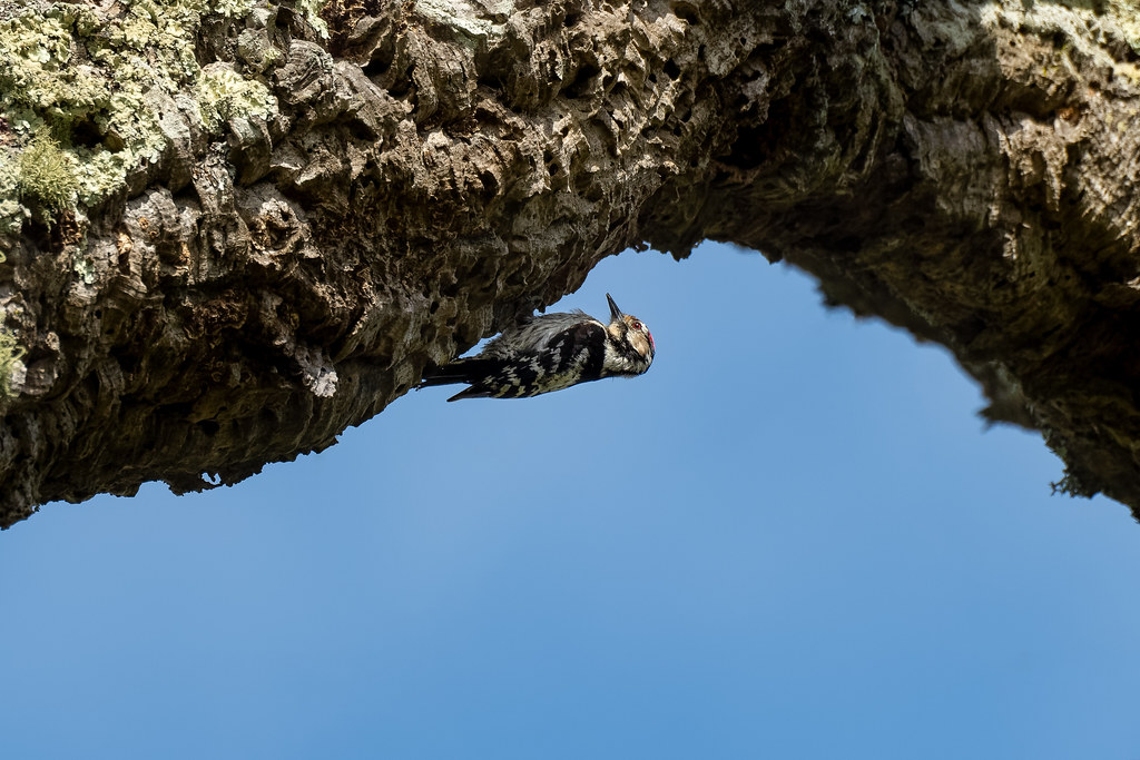 Male Lesser Spotted Woodpecker
