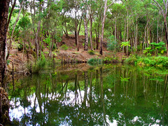10 April 2018 - Part of Grant's Lake, near the north-east boundary of Araluen Botanic Park, Roleystone, Western Australia, Australia