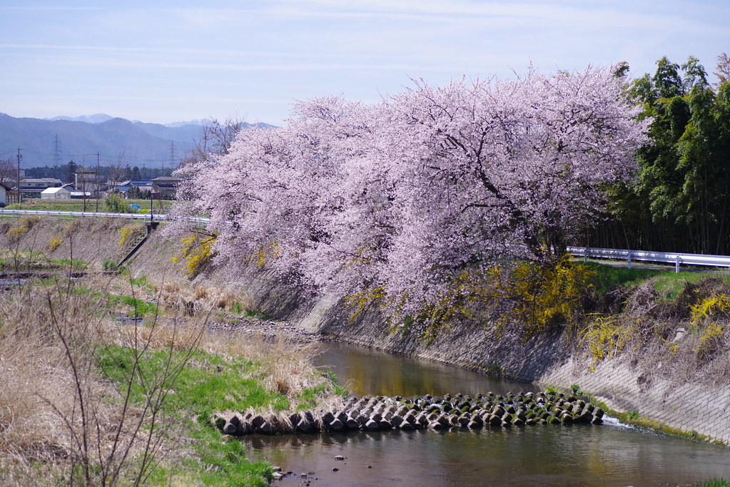 Sakura 2019