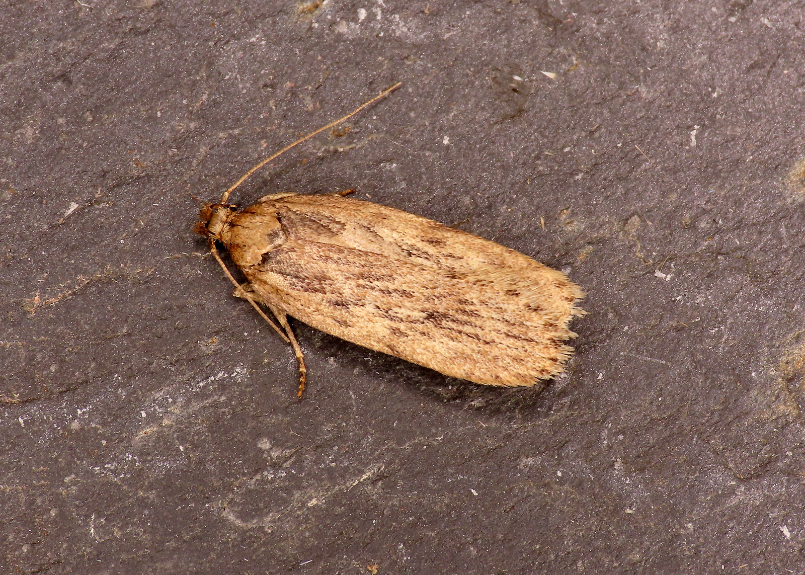 32.036 Parsnip Moth - Depressaria radiella
