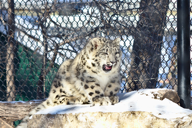 Snow Leopard