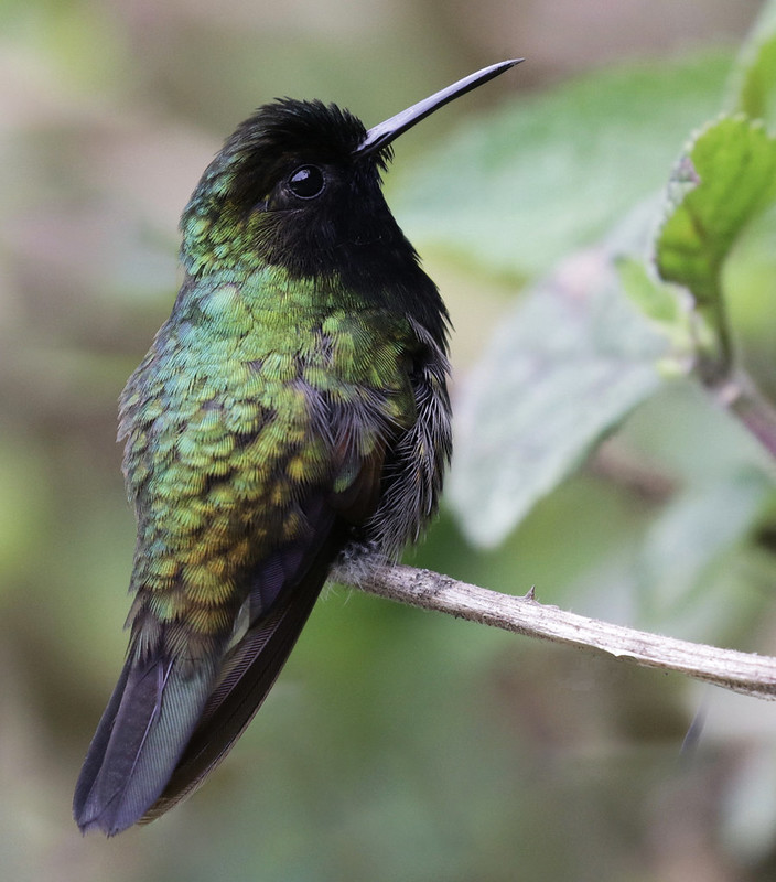 Black-bellied Hummingbird, Eupherusa nigriventris Ascanio_Best Costa Rica 199A5504