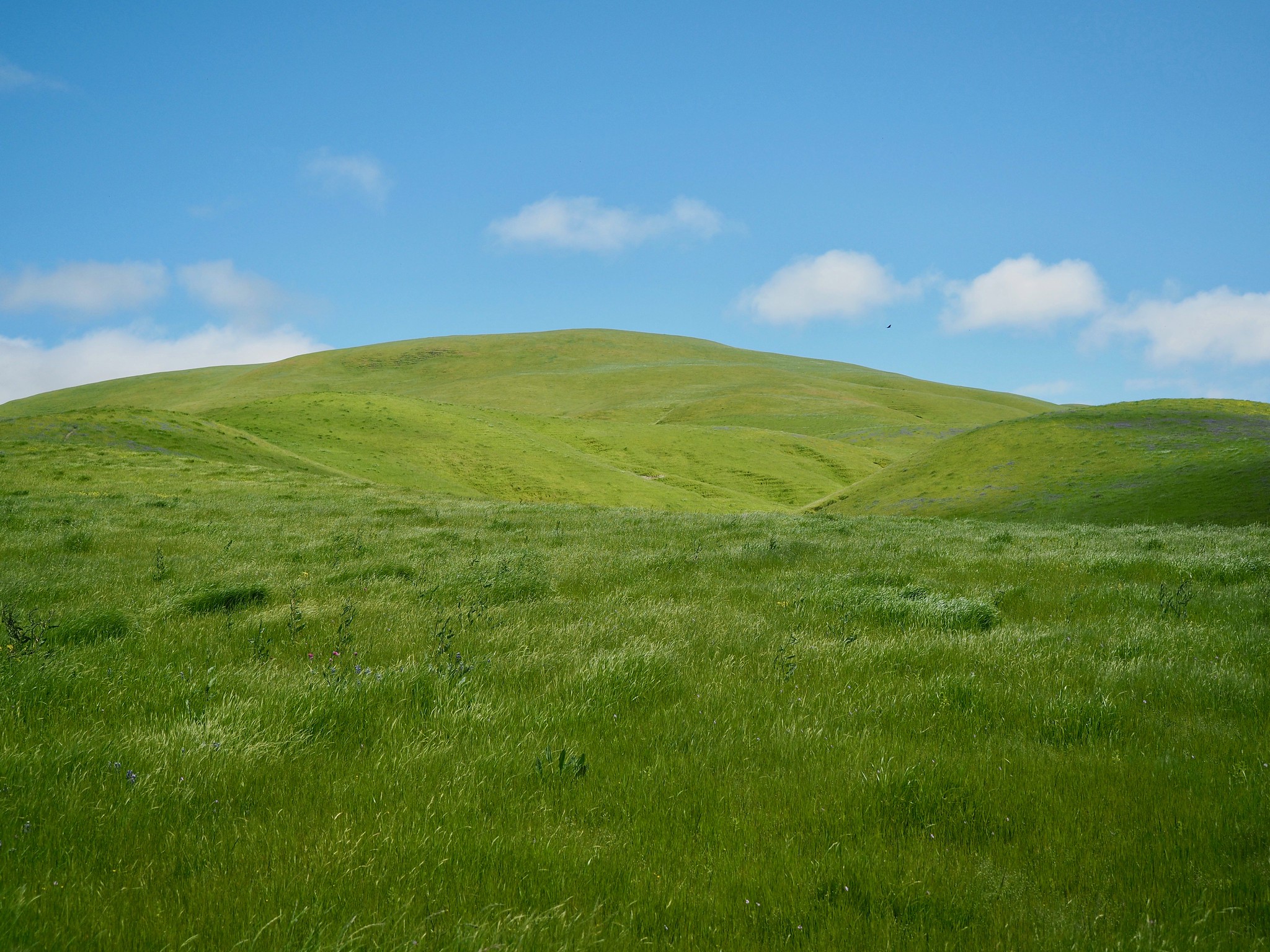 green hillside