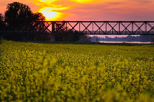 Giallo di sera by F@bio F., tramonoto panorama paesaggio vista natura allaperto fiori giallo colza cielo rosso sole sunset lands