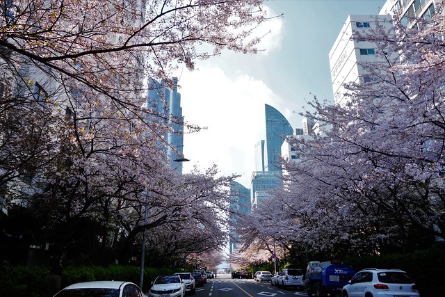 Cherry Blossoms - Busan, South Korea