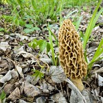 Morel (Morchella) Mushroom 