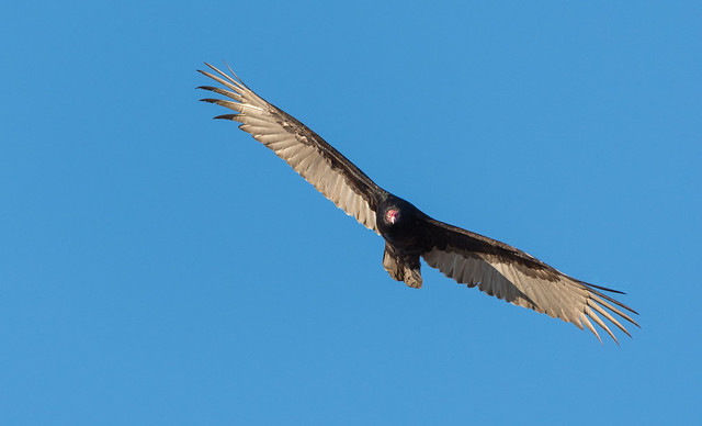 Urubu à tête rouge // Turkey Vulture