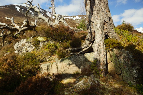 aberdeenshire scotland scottishhighlands highlands mountain hills landscape cairngorms trees rocks topic